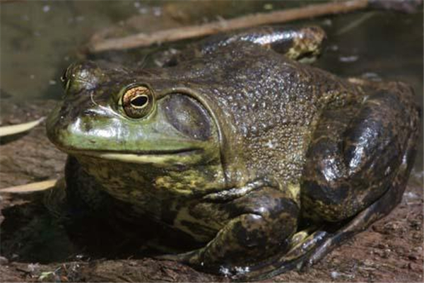 牛蛙什么季节吃最好,牛蛙是什么季节吃的