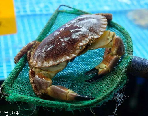 面包蟹,面包蟹哪里出产 面包蟹,面包蟹哪里出产