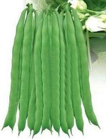 芸豆能天天吃吗,天天吃芸豆好不好