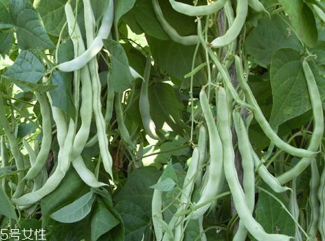 芸豆容易过敏的人能不能吃,芸豆吃了会过敏症状有哪些