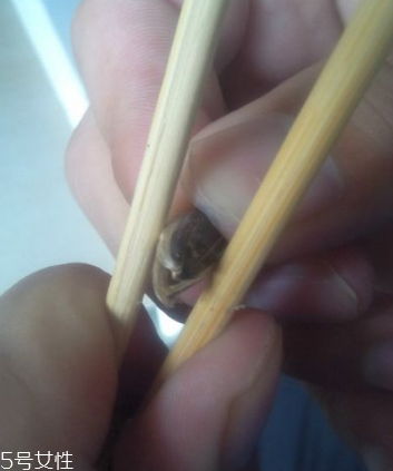 如何快速大量剥葵瓜子,葵瓜子怎么快速去壳