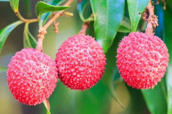 荔枝可以降血糖吗?,荔枝能降血糖吗?