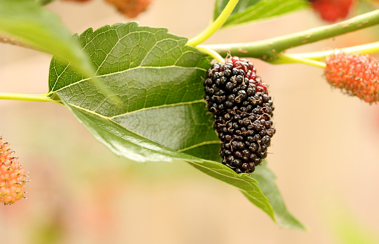 桑葚干价格,黑桑葚干价格