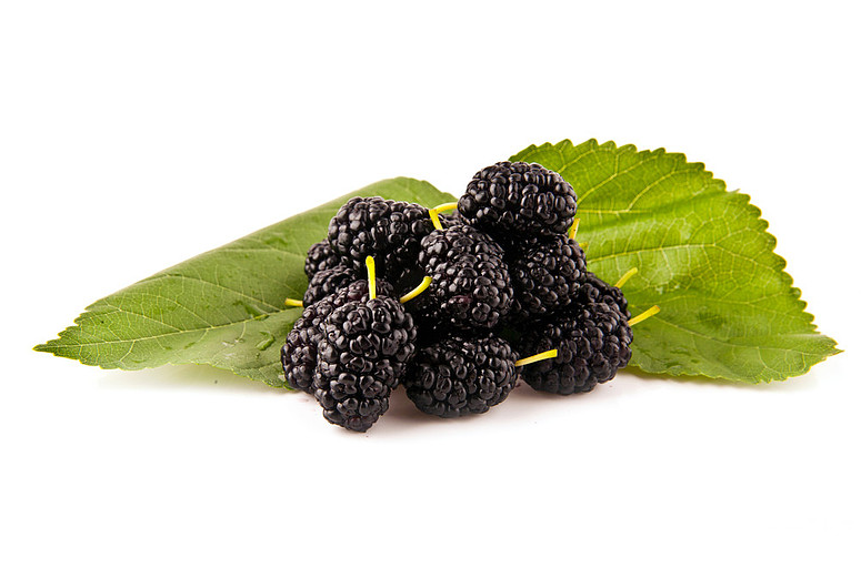 黑桑葚干治疗白发吗,黑桑葚治好了白发 黑桑葚干治疗白发吗,黑桑葚治好了白发