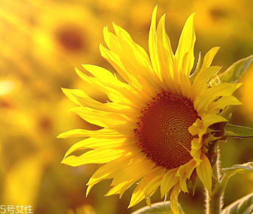 向日葵如何种植方法,向日葵的种法