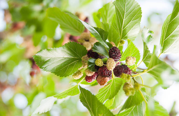 桑葚的营养价值,桑葚子有什么好处