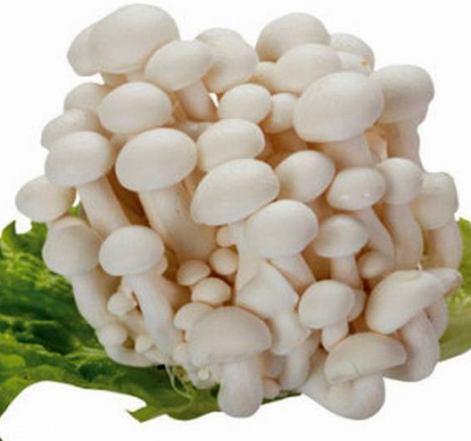 白玉菇怎么挑选,白玉菇什么样 白玉菇怎么挑选,白玉菇什么样