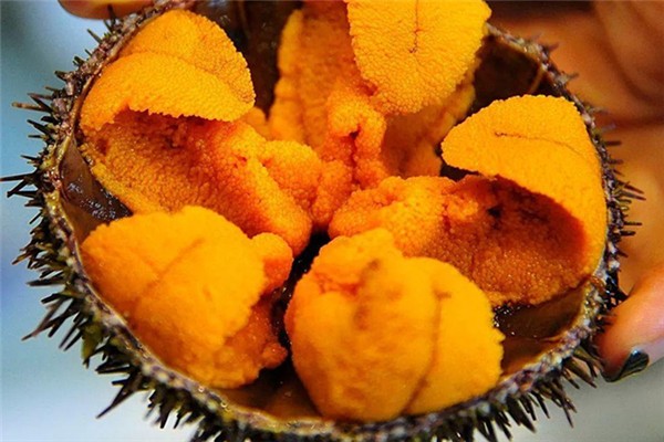 海胆怎么吃才好吃,海胆刺身怎么吃 海胆怎么吃才好吃,海胆刺身怎么吃