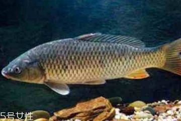 发物是哪些食材,发物是哪些东西