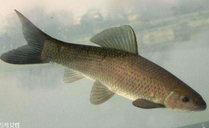 青鱼是淡水鱼还是海鱼,青鱼是淡水鱼还是海鱼图片 青鱼是淡水鱼还是海鱼,青鱼是淡水鱼还是海鱼图片