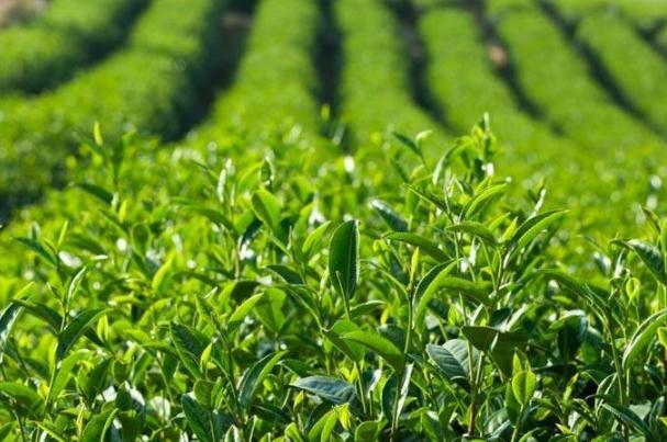 茶叶的种类排名,好茶叶有哪些