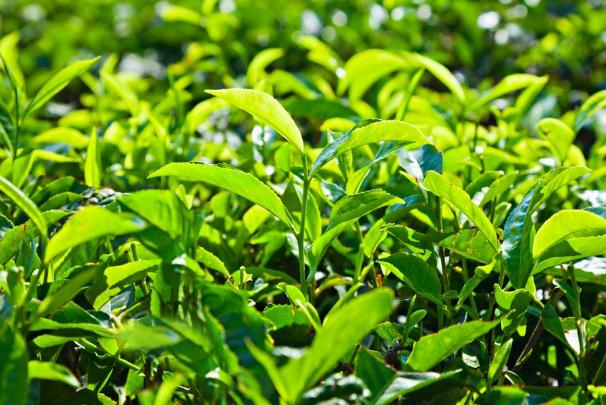 茶叶的功效和作用,普洱茶的功效和作用 茶叶的功效和作用,普洱茶的功效和作用