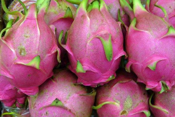 火龙果可以蒸着吃吗?,火龙果可以蒸着吃吗?火龙果可以加热吃吗? 火龙果可以蒸着吃吗?,火龙果可以蒸着吃吗?火龙果可以加热吃吗?