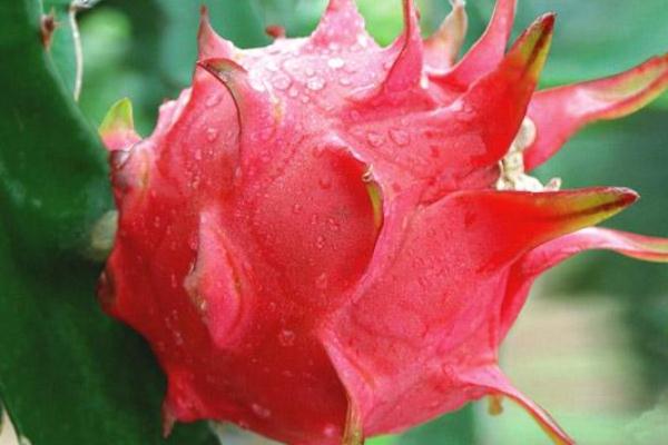 火龙果有几种颜色的果肉,火龙果颜色