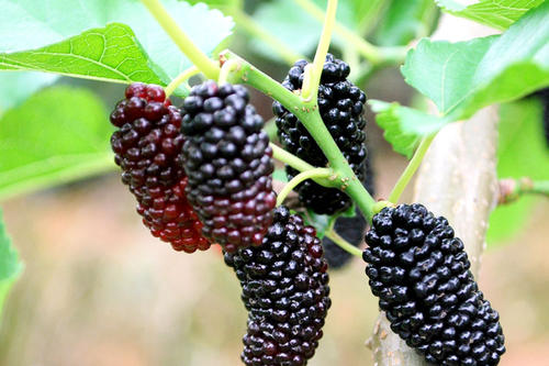 桑葚泡酒用什么酒,桑葚酒怎么泡制