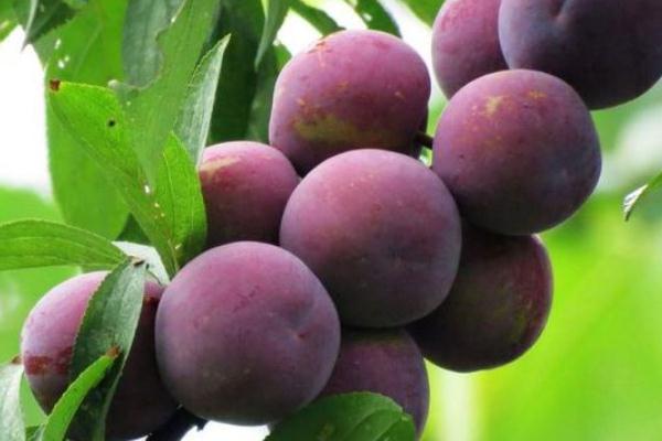 李子有维生素C吗?,梨子含有维生素C吗?