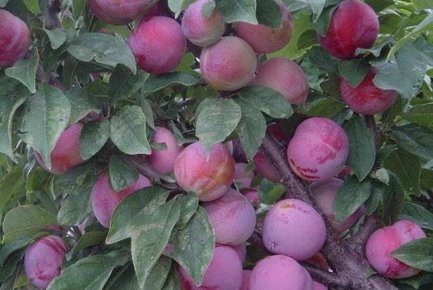 熟透的李子是什么味道,为什么路边的李子是苦的 熟透的李子是什么味道,为什么路边的李子是苦的