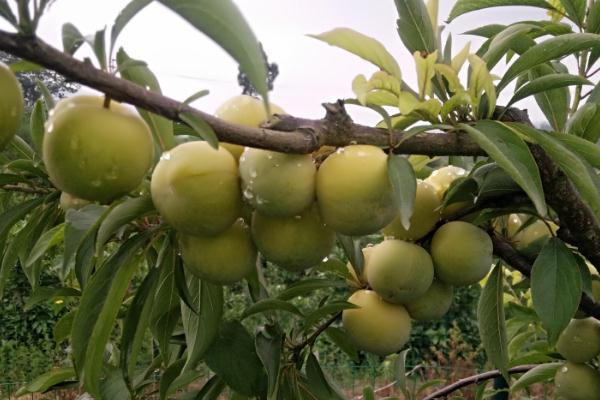 李子是梅子吗,梅子和李子有什么区别