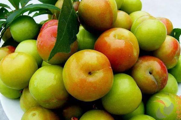 李子品种有哪些,李子的种类