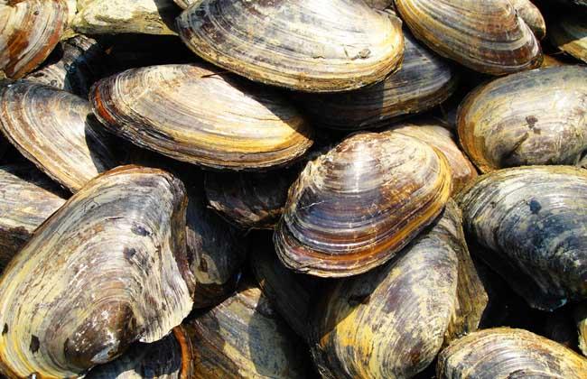 河蚌肉有寄生虫吗?,河蚌有没有寄生虫