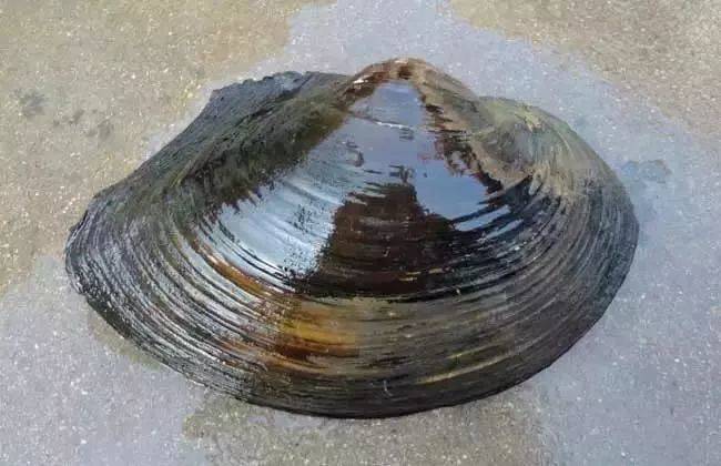 吃河蚌肚子疼是什么原因,吃蚌肉肚子疼什么原因