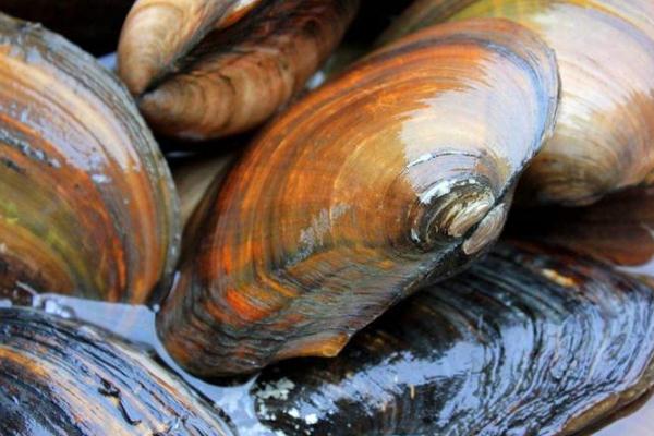 新鲜河蚌肉怎么做好吃,河蚌肉的做法大全