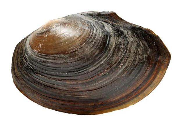 河蚌肉的功效和作用禁忌,河蚌肉的功效和作用是寒性的吗