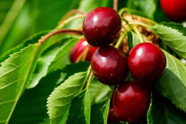 吃樱桃可以喝纯奶吗,吃完樱桃可以喝纯牛奶吗