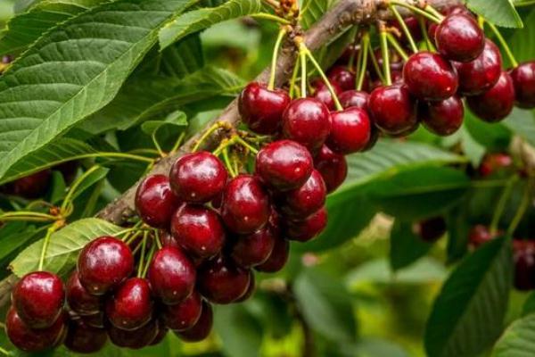 樱桃有虫子吃了没事吧孕妇,樱桃里面的虫子可以吃吗 樱桃有虫子吃了没事吧孕妇,樱桃里面的虫子可以吃吗