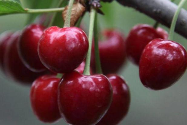 樱桃的保存方法,樱桃的保存方法半年 樱桃的保存方法,樱桃的保存方法半年