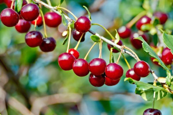 吃樱桃上火吗,吃樱桃上火吗?樱桃有什么功效