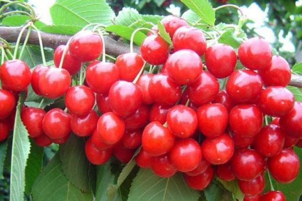 樱桃的作用和功效,针叶樱桃的作用和功效 樱桃的作用和功效,针叶樱桃的作用和功效