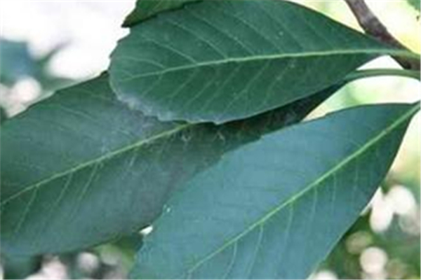 过夜的枇杷叶煮水能喝吗,枇杷叶煮水可以过夜吗