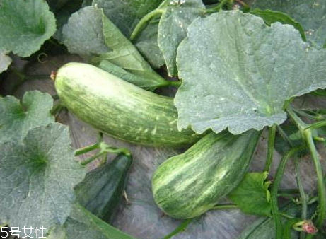 酥瓜的功效和作用,酥瓜有几种图片