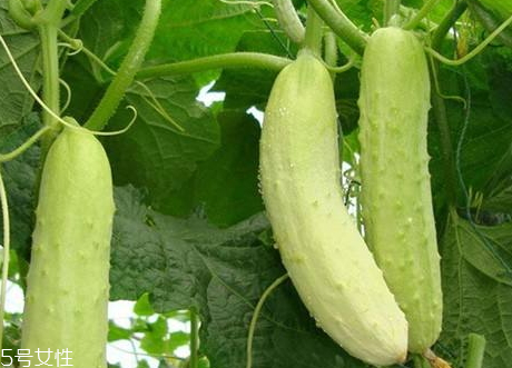 黄瓜有点苦能吃吗,黄瓜苦怎么处理才不苦 黄瓜有点苦能吃吗,黄瓜苦怎么处理才不苦