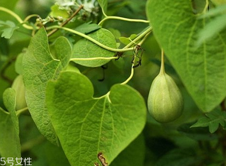 梢瓜怎么吃的做法大全,地梢瓜偏方