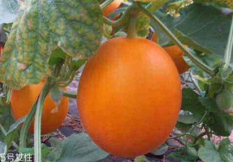 伊丽莎白瓜什么时候成熟,伊丽莎白瓜是什么瓜