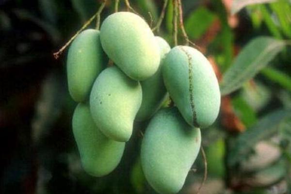 芒果好消化吗对胃好吗,芒果好消化吗 芒果好消化吗对胃好吗,芒果好消化吗