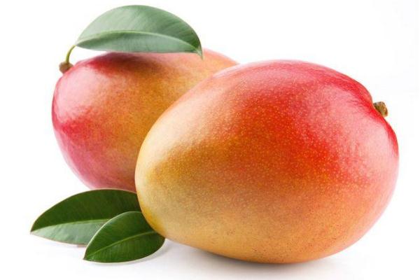 芒果能煮熟吃吗,芒果能不能煮着吃