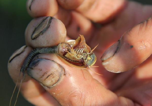 三眼恐龙虾能吃吗?,三眼恐龙虾怎么吃