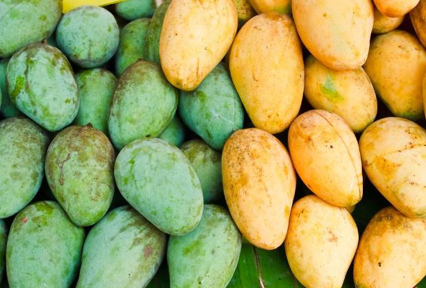 芒果有止血的作用吗?,芒果有止血的作用吗百度文库