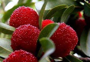 乌酥杨梅的产地,西胪乌酥杨梅