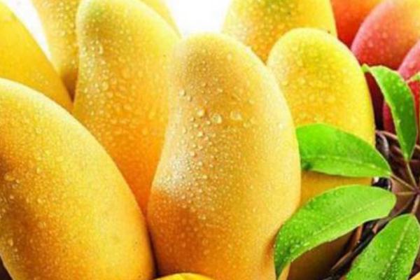 四季芒果,芒果的种类有哪些