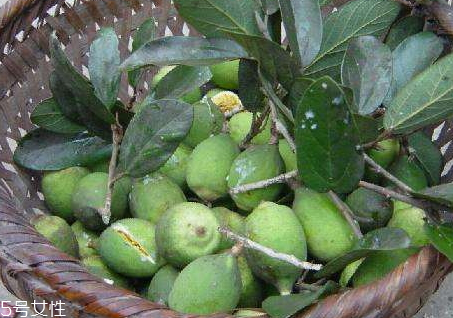 木莲果成熟图片,木莲的果实
