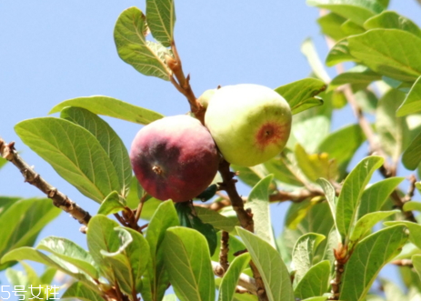 薜荔果可以直接吃吗,薜荔果怎么吃