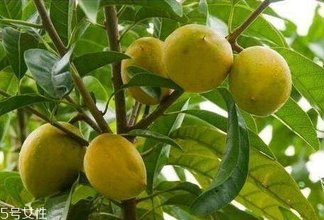 孕妇能吃多依果吗,孕妇能吃酸多依果吗