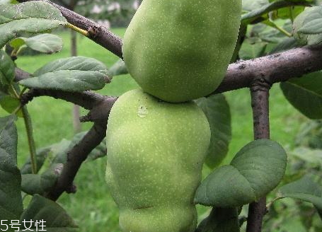 皱皮木瓜的药用价值和功效,皱皮木瓜的功效和作用