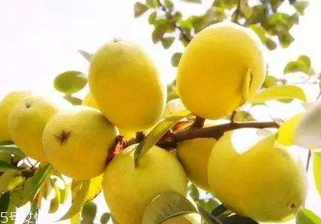 宣木瓜的功效作用,宣木瓜的功效和作用