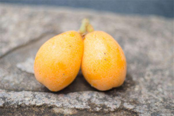 枇杷变黑了怎么回事,枇杷变黑了还能吃吗 枇杷变黑了怎么回事,枇杷变黑了还能吃吗