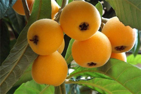 枇杷的花能治咳嗽吗,枇杷膏能止咳吗